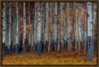 Picture of Birches by Vadimir Kostka