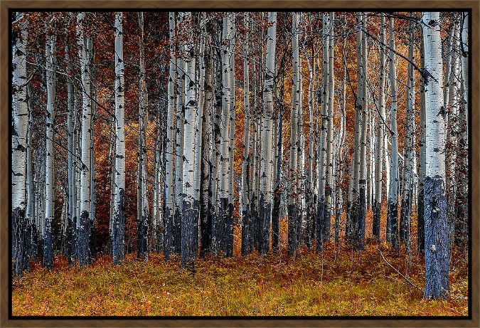 Picture of Birches by Vadimir Kostka