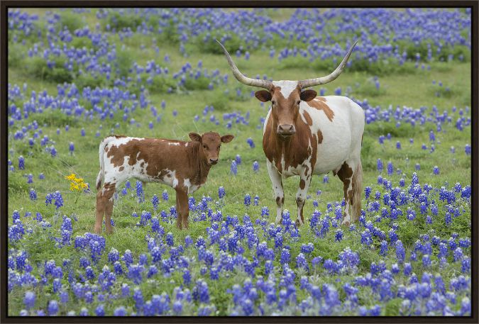 Picture of Longhorn and Calf in Bluebonnets by Rob Greebon