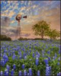 Picture of Windmill and Bluebonnets by Rob Greebon