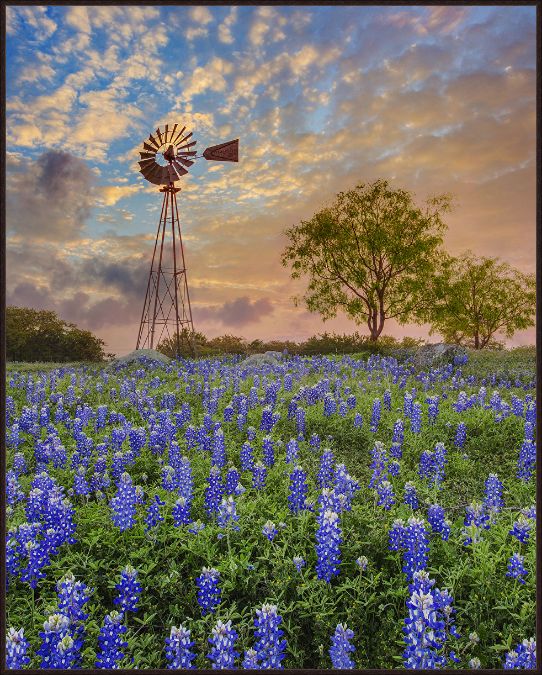 Picture of Windmill and Bluebonnets by Rob Greebon