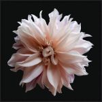 Picture of Dahlia 5 by Richard Reynolds