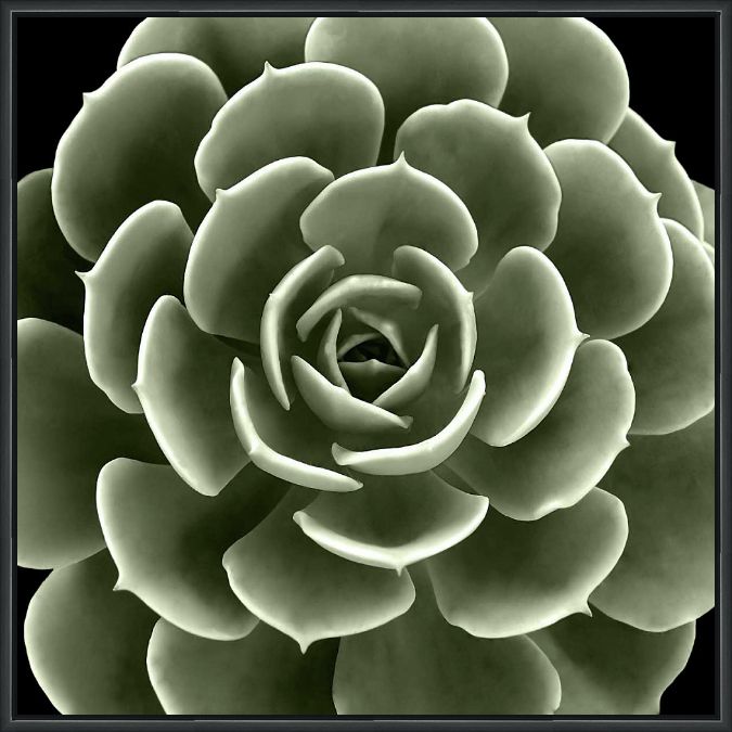 Picture of Green Succulent IV by Mia Jensen