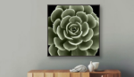 Picture of Green Succulent IV by Mia Jensen