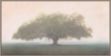 Picture of Oak In The Fog by William Guion