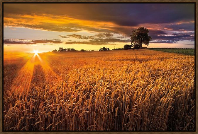 Picture of Sunlight On The Wheat Fields by Clebrate Life