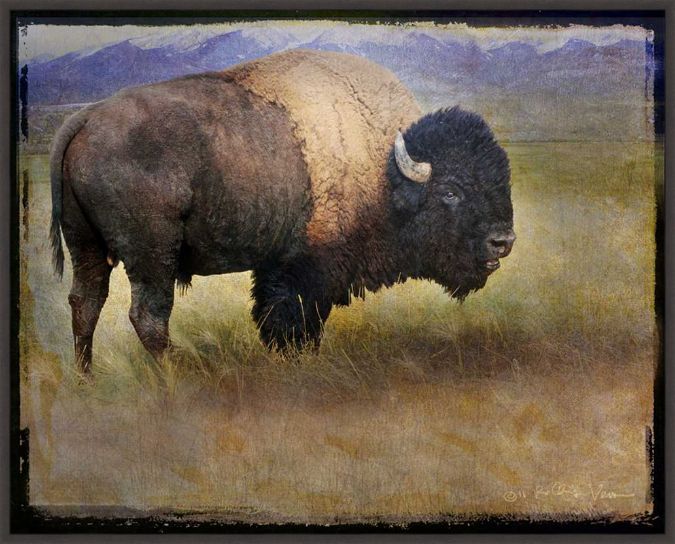 Picture of Bison Portrait II by Chris Vest