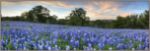 Picture of Bluebonnet Pano From San Saba by Rob Greebon