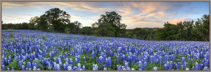 Picture of Bluebonnet Pano From San Saba by Rob Greebon