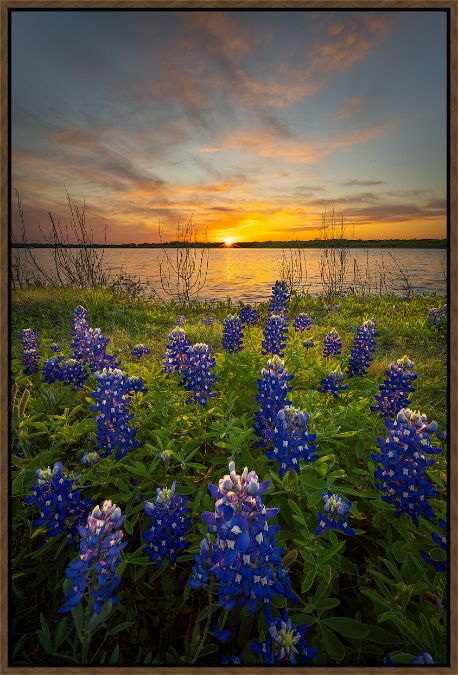 Picture of Sunset Bluebonnets by Dean Fikar