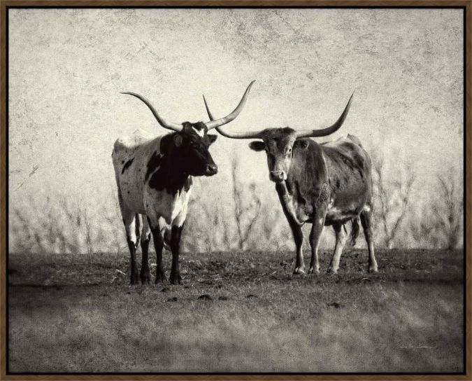Picture of Texas Longhorns by Debra Van Swearingen