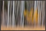 Picture of California-Sierra Nevada Range Abstract Of Aspen Trees by Jaynes Gallery