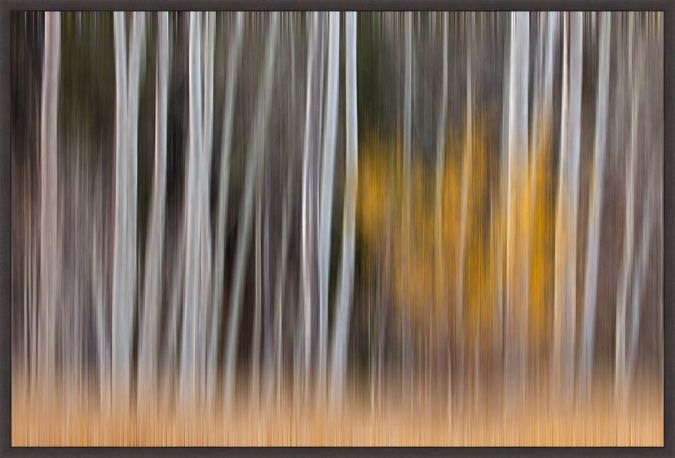Picture of California-Sierra Nevada Range Abstract Of Aspen Trees by Jaynes Gallery