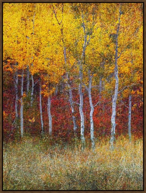 Picture of Aspens And Autumn by Chris Vest