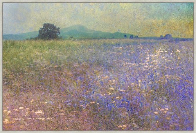 Picture of Flowered Meadow  by Chris Vest