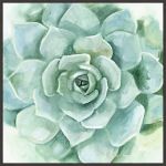 Picture of Verdant Succulent I by Victoria Borges