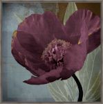 Picture of Single Purple Flower by Robert Lacie