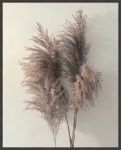 Picture of Pampus Grass I by Jan Winstanley
