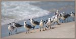 Picture of What'S Up Gulls by Danny Head