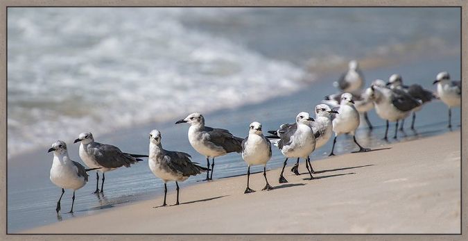 Picture of What'S Up Gulls by Danny Head