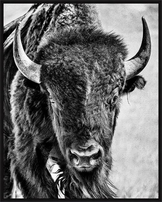 Picture of Buffalo Portrait by Ph Burchett