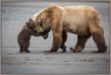 Picture of A Little Bear Hug by Renee Doyle