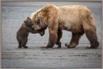 Picture of A Little Bear Hug by Renee Doyle