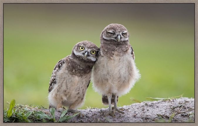 Picture of Friends by Greg Barsh