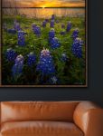 Picture of Sunset Bluebonnets by Dean Fikar