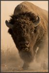 Picture of American Buffalo by Robert Dawson