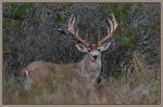 Picture of Big Daddy (Big Buck Detail) by Steve Kotzur