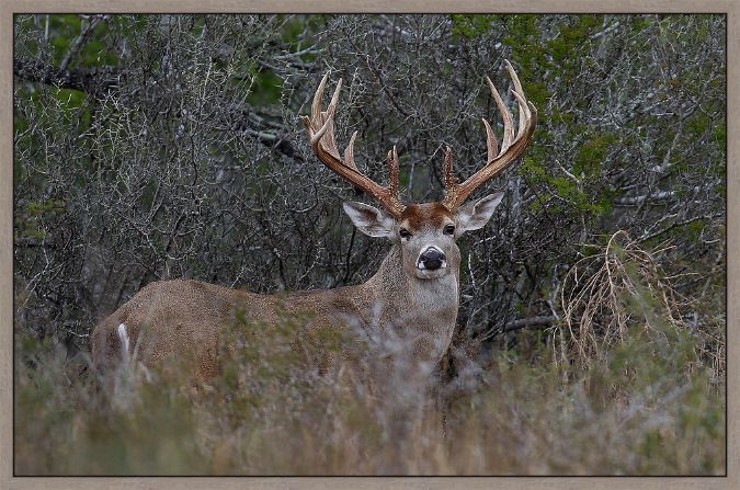 Picture of Big Daddy (Big Buck Detail) by Steve Kotzur