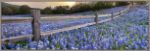 Picture of Bluebonnet Fence by Rob Greebon