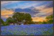 Picture of Bluebonnets Under Evening Sky by Rob Greebon