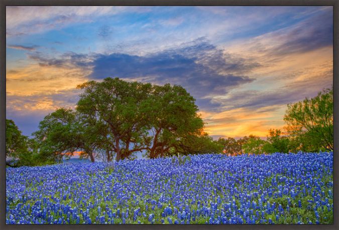 Picture of Bluebonnets Under Evening Sky by Rob Greebon