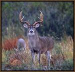 Picture of Drop Tine by Steve Kotzur