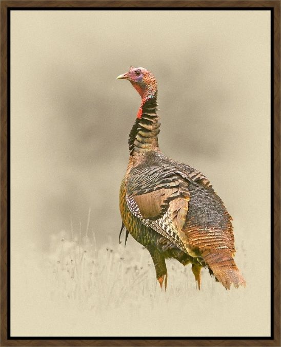 Picture of Turkey by James Brown