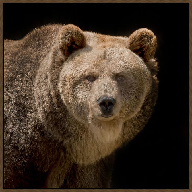 Picture of American Grizzly by Robert Dawson