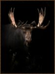 Picture of Bull Moose by Robert Dawson