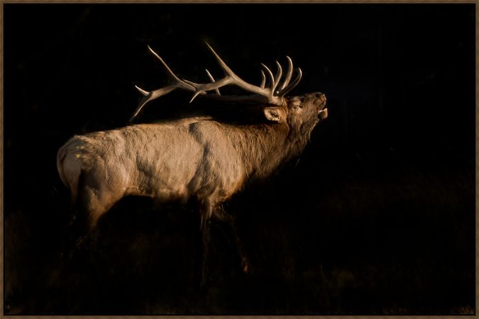 Picture of Bugling Elk by Robert Dawson