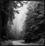 Picture of California Redwoods by Carol Highsmith