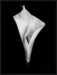 Picture of Elegant Calla I by Elise Catterall