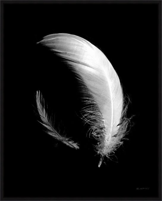 Picture of Dream Feathers by Ed Goldstein