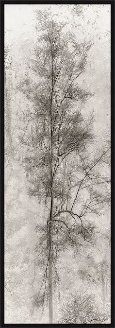 Picture of Tree Triptych II by Norm Stelfox