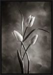 Picture of Twotone Tulips VIII by Debra Van Swearingen