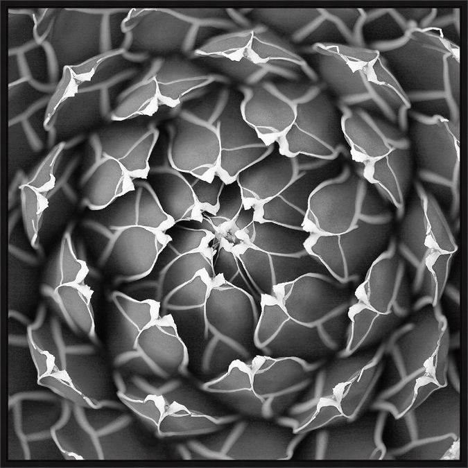 Picture of Succulent BW by Katrina Brown
