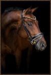 Picture of Elegant Warmblood by Luisa Peter