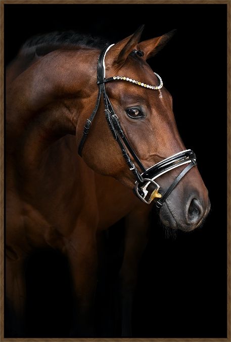 Picture of Elegant Warmblood by Luisa Peter