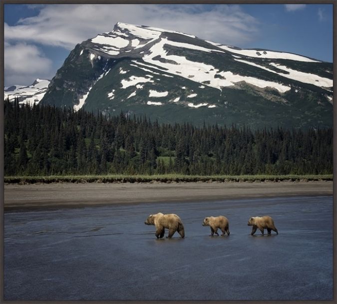 Picture of Bear Life V by P.H. Burchett