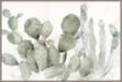 Picture of Cactus Garden Landscape by Cynthia Coulter